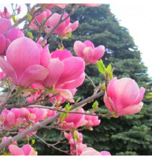 Магнолия Суланжа Александрина (Magnolia soulangeana Alexandrina) C3