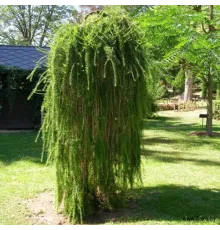 Лиственница европейская Пендула (Larix decidua) C7