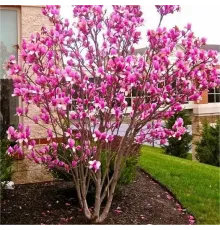 Магнолия Ренди (Magnolia Randy) C3