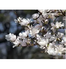 Магнолия Лебнера Меррилл (Magnolia loebneri Merrill) C3