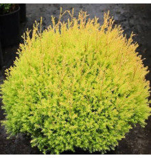 Туя западная Rheingold (Thuja occidentalis Rheingold) C2