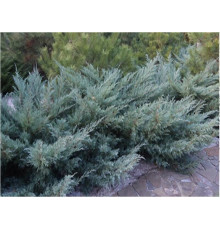Можжевельник виргинский Hetzii (Juniperus virginiana) C7.5