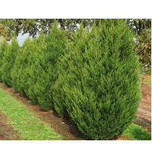 Можжевельник китайский Spartan (Juniperus chinensis) 250-300см