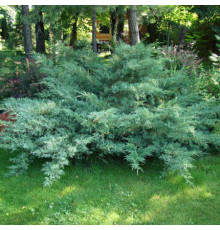 Можжевельник виргинский Hetzii (Juniperus virginiana) C5