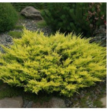 Можжевельник горизонтальный Lime Glow (Juniperus horizontalis) C2