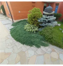 Можжевельник горизонтальный Wiltonii (Juniperus horizontalis) С2