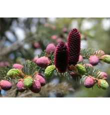 Ель Лицзянская (Picea likiangensis) C25