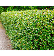 Кизильник блестящий (Cotoneaster lucidus) C2