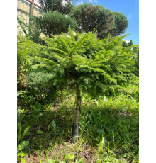 Бонсаи ель обыкновенная Максвелли (Picea glauca Maxwellii) C3