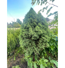 Бонсаи ель сизая Conica (Picea glauca) C25