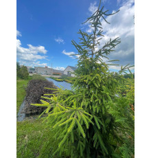 Ель обыкновенная Norrkoping (Picea abies) C35