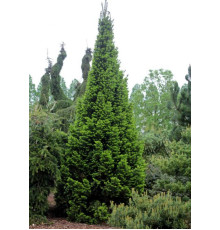 Пихта белая Pyramidalis (Abies alba Pyramidalis) C5
