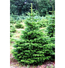 Пихта благородная Frijsenborg (Abies nobilis) C5