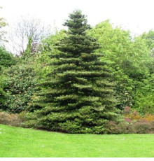 Пихта корейская (Abies koreana) C10