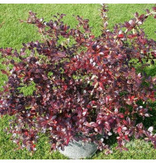 Барбарис средний Red Jewel (Berberis media) C5
