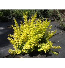 Барбарис Тунберга Aurea (Berberis thunbergii) C2