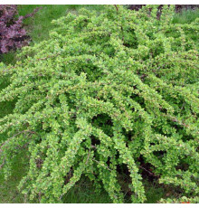 Барбарис Тунберга Green Carpet (Berberis thunbergii) C2