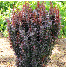 Барбарис Тунберга Red Pilar (Berberis thunbergii) C5