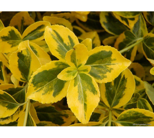 Бересклет Emerald n Gold