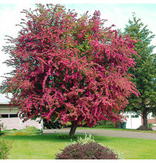 Боярышник обыкновенный (Crataegus laevigata) C3