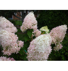 Гортензия метельчатая Фантом (Hydrangea paniculata Phantom) C2