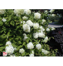 Гортензия метельчатая Limelight (Hydrangea paniculata) C2