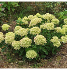 Гортензия метельчатая Литл Лайм (Hydrangea paniculata Little Lime) C2