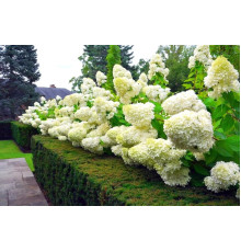 Гортензия метельчатая Полярный медведь (Hydrangea paniculata Polar Bear) C2