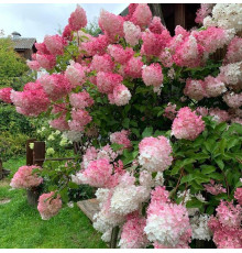 Гортензия метельчатая Ванилла Фрейз (Hydrangea paniculata Vanille Fraise) C2