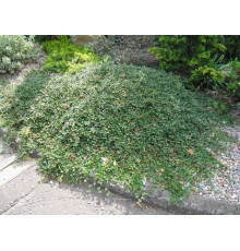 Кизильник Даммера Major (Cotoneaster radicans) C2