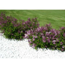 Сирень Мейера Palibin (Syringa meyeri) C1
