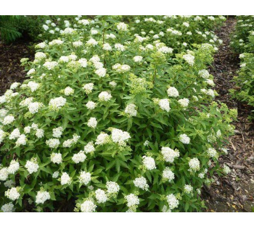 Спирея японская Albiflora