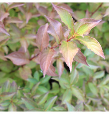 Вейгела цветущая (Weigela florida) C7.5