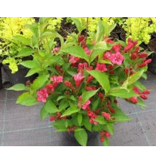Вейгела Eva Rathke (Weigela) C5