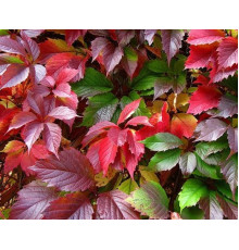 Виноград девичий Redwall (Parthenocissus quinquefolia) C2