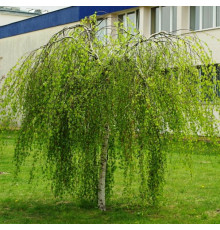 Береза бородавчатая Youngii (Betula pendula) C10