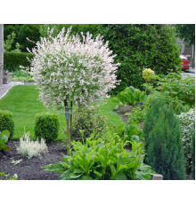 Ива цельнолистная Хакуро-Нишики (Salix Integra Hakuro-Nishiki) C5 на штамбе