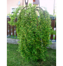 Карагана (Акация желтая) Pendula (Caragana arborescens) C5