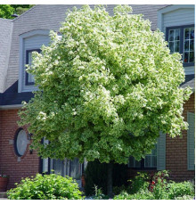 Клен остролистный Drummondi (Acer platanoides) C25