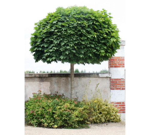 Клен Globosum