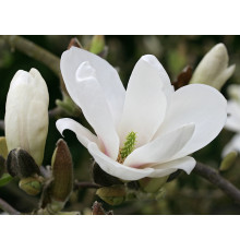 Магнолия Суланжа Ленней Альба (Magnolia soulangeana Lennei Alba) C3