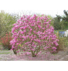 Магнолия Сьюзан (Magnolia Susan) C3