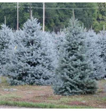 Ель голубая Kaibab (Picea pungens) C2