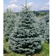 Ель колючая Glauca Majestic Blue (Picea pungens) C5