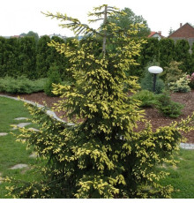 Ель обыкновенная Ауреа (Picea abies Aurea) C25