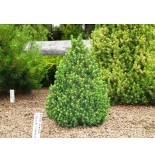 Ель сизая Conica (Picea glauca) C7.5 высота 80-85см