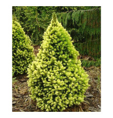 Ель сизая Daisy's White (Picea glauca) C10
