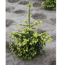 Ель восточная Ауреоспиката (Picea orientalis Aureospicata) C25