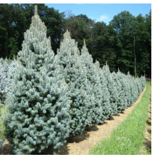 Ель колючая Iseli Fastigiate (Picea pungens) C7.5