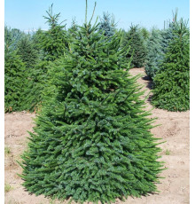 Ель сербская Omorica (Picea omorika) высота 120см C7.5